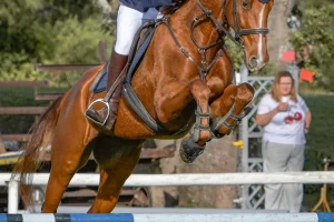 American Saddler_Abigail_PE1