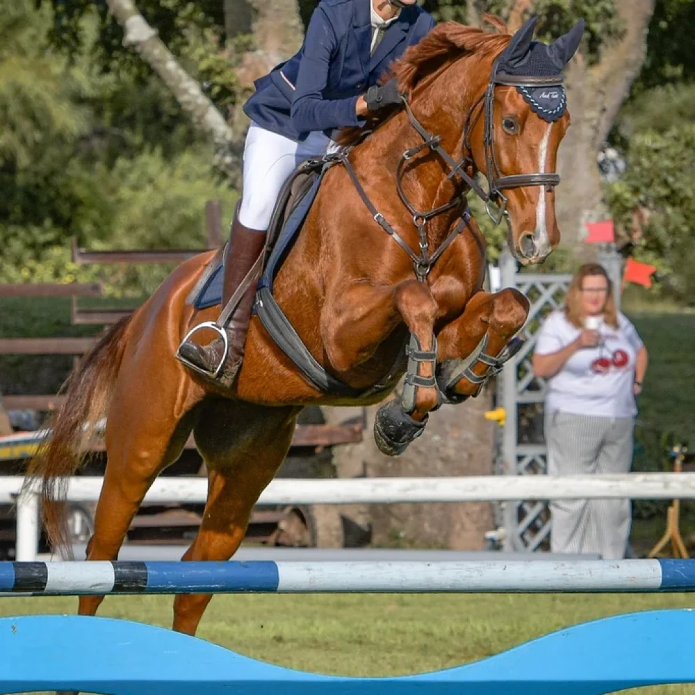 American Saddler_Abigail_PE1