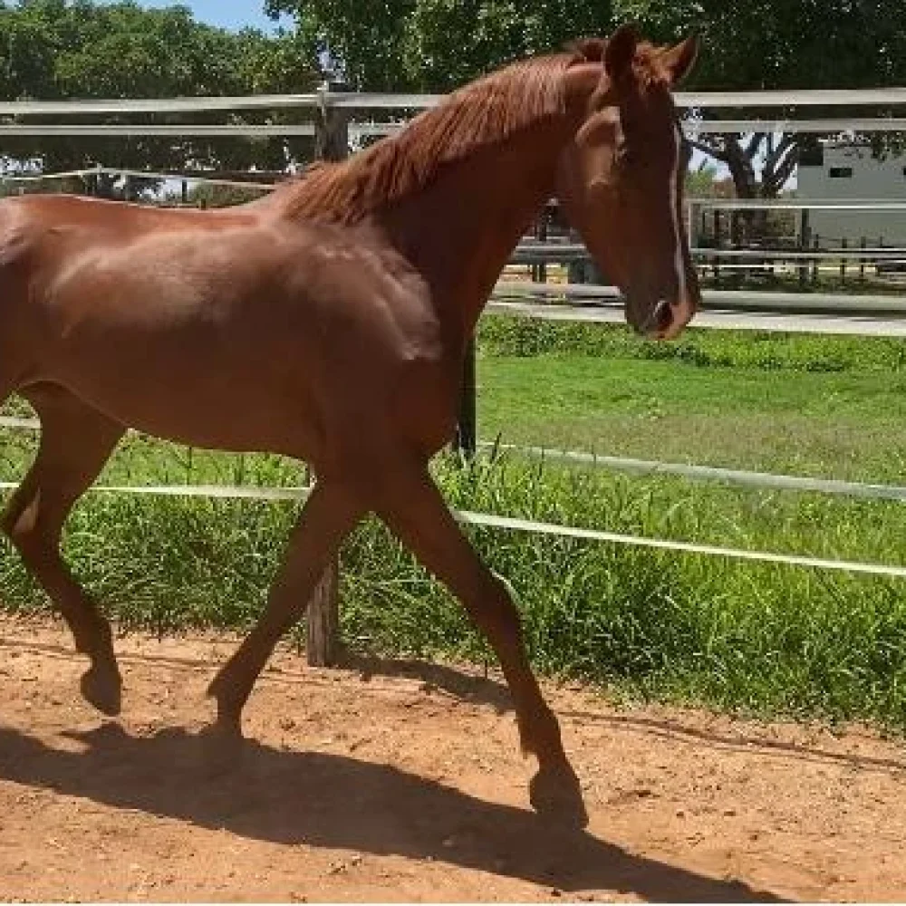 American Saddler_Abigail_PE2