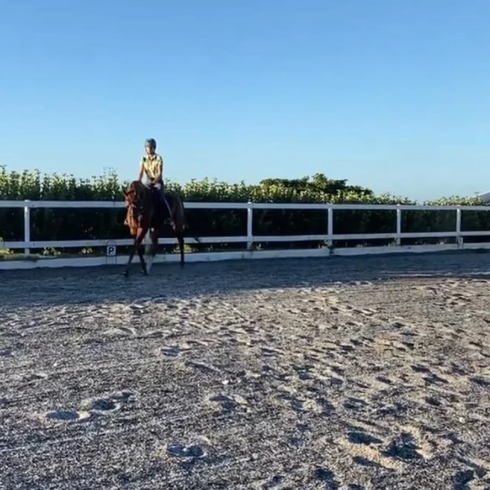 American Saddler_Abigail_PE3