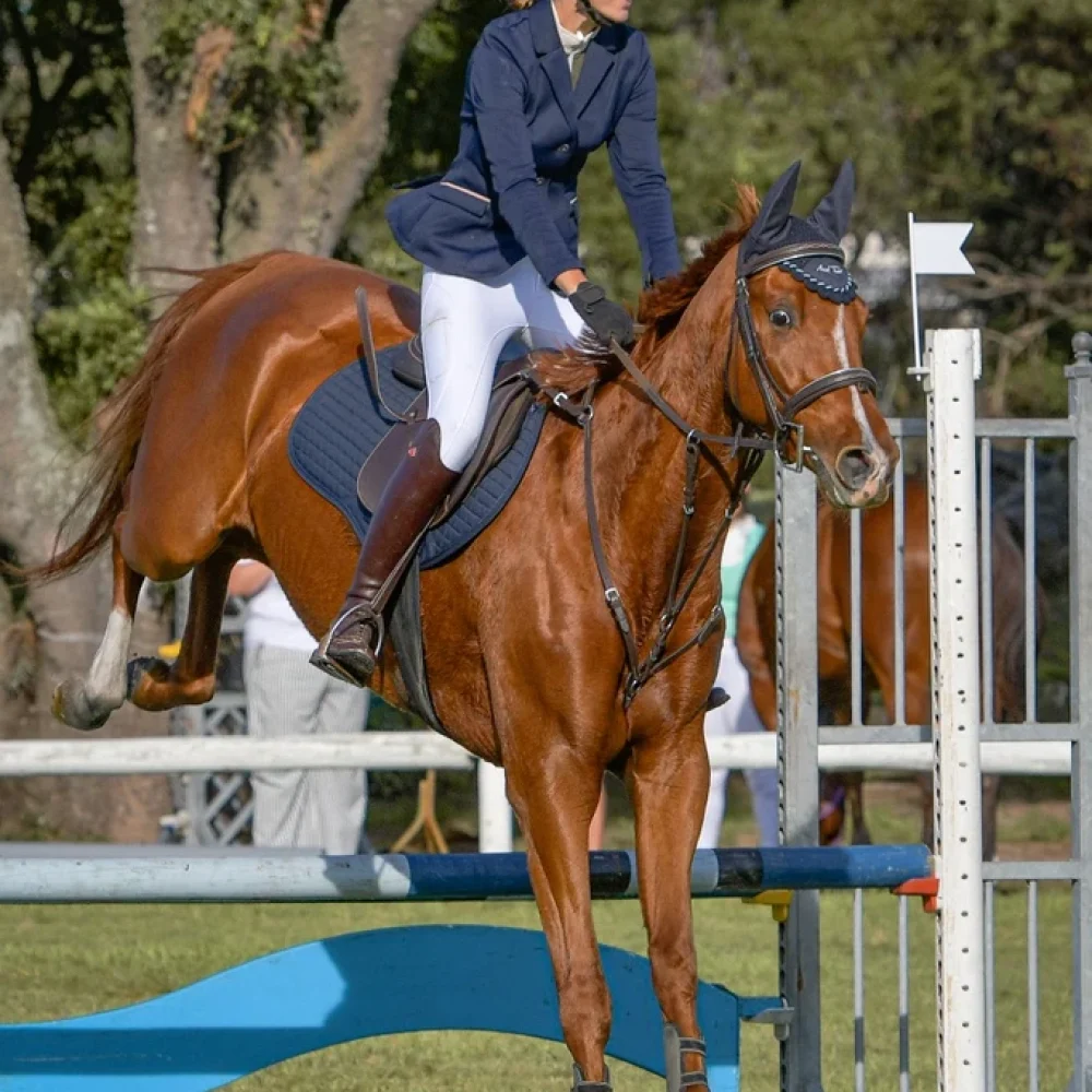 American Saddler_Abigail_PE7