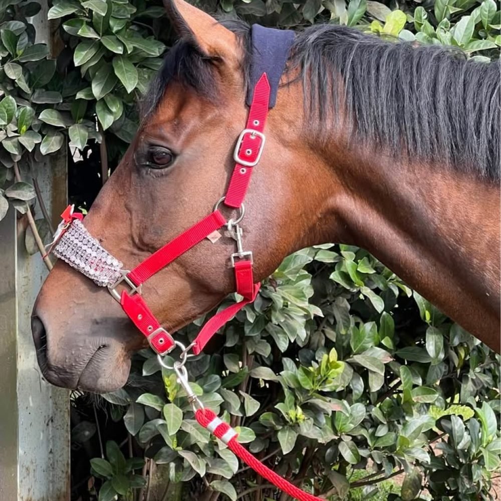 Kerry Ibbetson Lease Horse Summerveld3