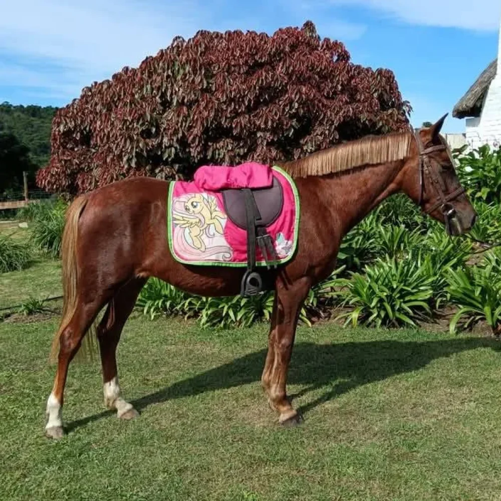 Melissa-Isabella-Swartz_Ladybug_Pony-for-sale_East-London14-1