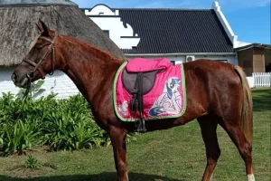 Melissa-Isabella-Swartz_Ladybug_Pony-for-sale_East-London2-1