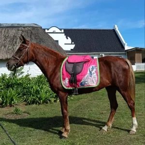 Melissa-Isabella-Swartz_Ladybug_Pony-for-sale_East-London2-1