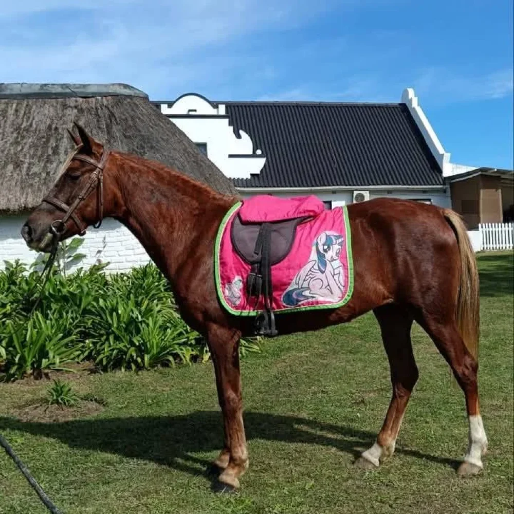 Melissa-Isabella-Swartz_Ladybug_Pony-for-sale_East-London2-1