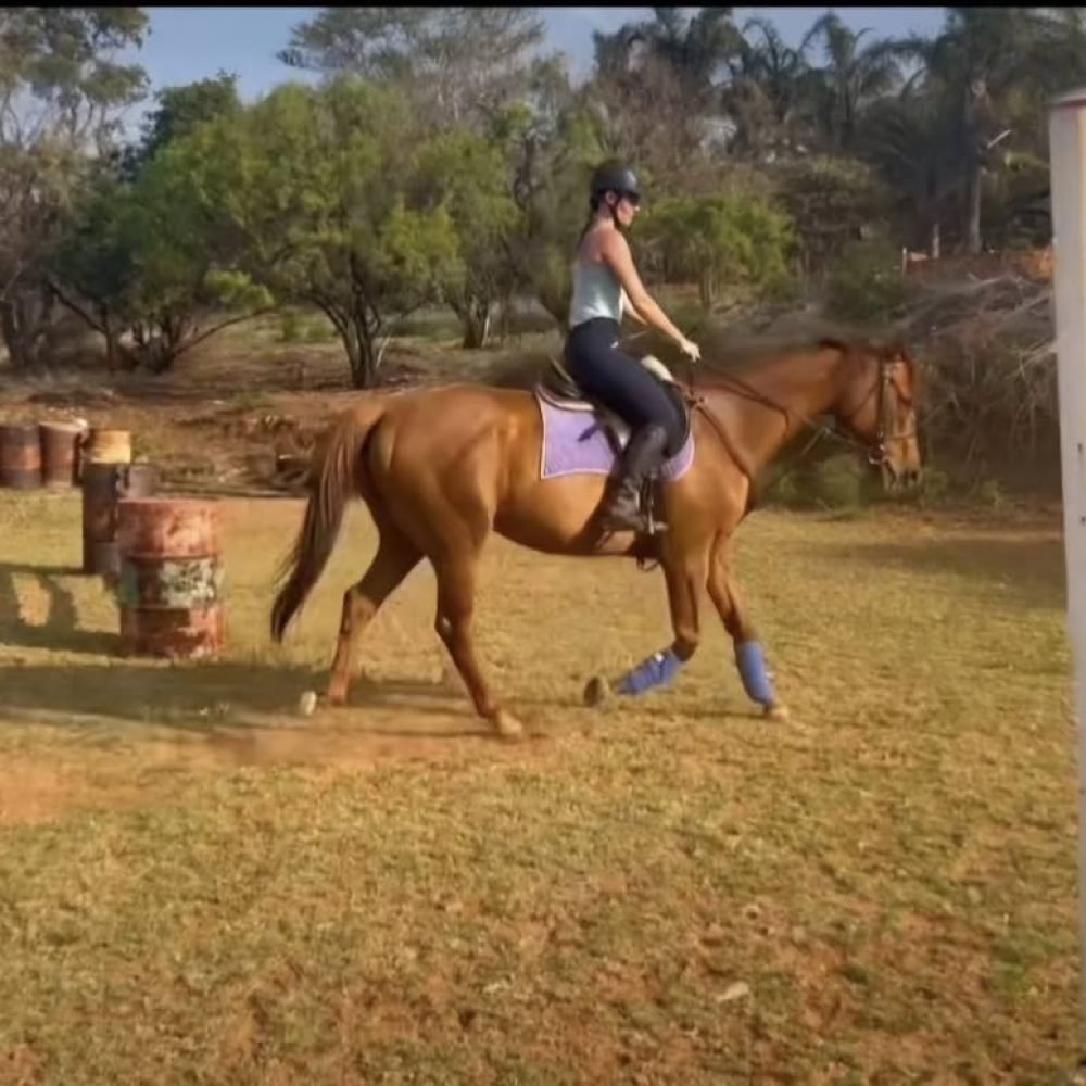 Nicolleen Erusmus_Chestnut TB3